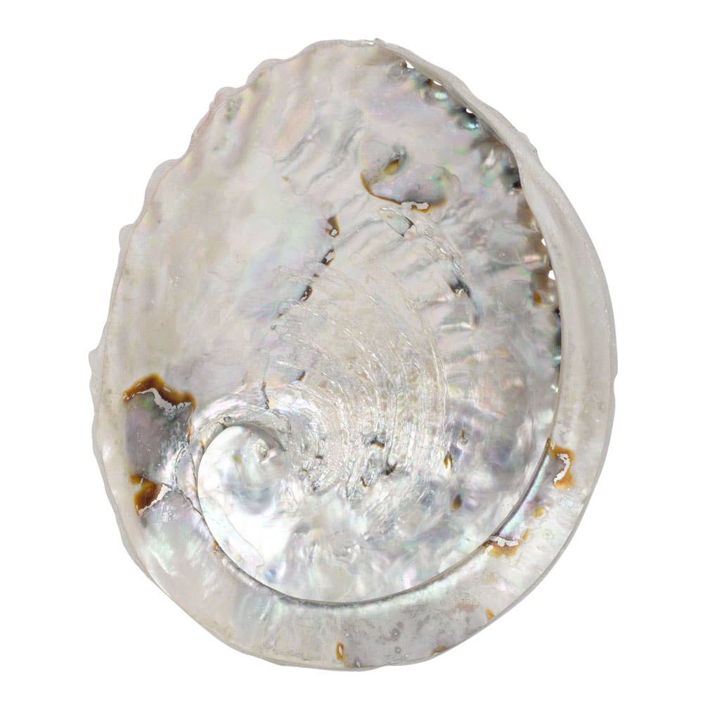 Abalone Shell 5.5"-6"